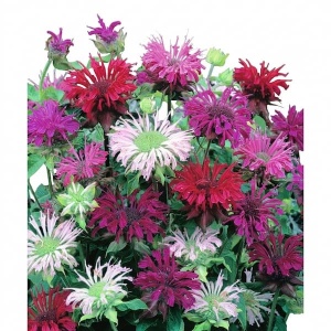 Bergamota Monarda mix - Monarda Pysznoglowka (0,1 g) seminte Monarda didyma medicinala cu flori si frunze foarte parfumate, Legutko