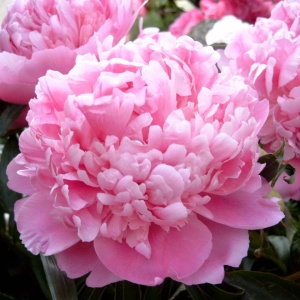 Bujori Pink (1 bulb) bulbi bujori chinezesti flori parfumate mari, batute, culoare roz delicat, Kertimag