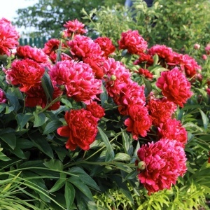 Bujori Red (1 bulb) bulbi bujori chinezesti flori parfumate mari, batute, culoare rosie, Kertimag - Img 3