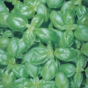 Busuioc (3 g), seminte planta aromatica busuioc verde, aromat, Prima Sementi - Img 2