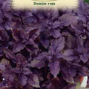 Busuioc rosu (0,4 g), seminte planta aromatica Ocimum basilicum, busuioc frunze culoare rosu inchis, aroma puternica, Agrosem - Img 2