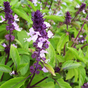 Busuioc scortisoara (1 g), seminte planta aromatica anuala, miros de scortisoara, Kertimag
