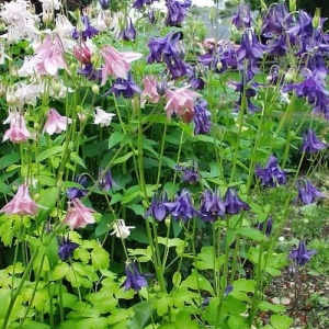 Mix de flori Căldărușe sălbatice Aquilegia vulgaris în grădină