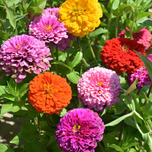 Carciumarese cactus amestec de culori (2 g), seminte plante ornamentale Zinnia elegans, carciumarese flori tip cactus, Kertimag - Img 3