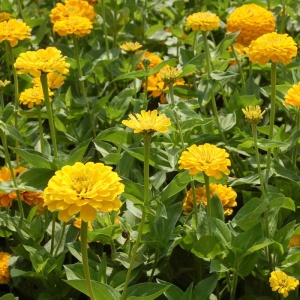 Carciumarese galbene Canary Bird - Cynia Wytworna Daliowa (1 g) seminte Zinnia elegans cu flori mari galben-canar, Legutko - Img 2