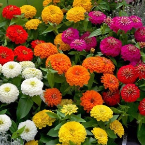 Carciumarese Lilliput mix (2 g) seminte Zinnia elegans, carciumarese flori mici batute, amestec de culori aprinse, Kertimag - Img 2