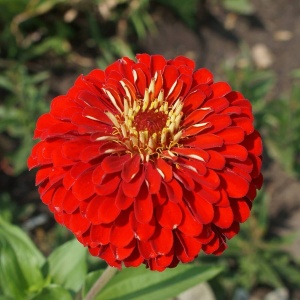 Carciumarese rosii Scarlet Flame - Cynia Wytworna Daliowa (1 g) seminte Zinnia elegans cu flori mari rosu aprins, Legutko - Img 3