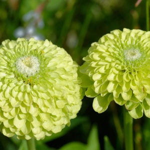 Carciumarese verzi Envy - Cynia Wytworna Daliowa (1 g) seminte Zinnia elegans cu flori mari verde exotic, Legutko - Img 3