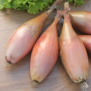 Ceapă eșalotă alungită