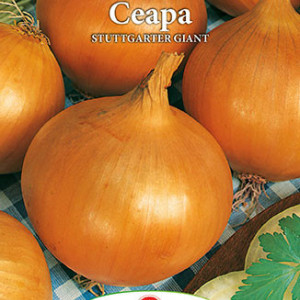 Ceapa Stuttgarter Giant (1,5 g), seminte soi pentru arpagic si ceapa galbena, pulpa alba, Prima Sementi - Img 3