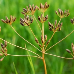 Chimion (2 g) seminte planta aromatica Carum carvi, medicinala si melifera, Kertimag - Img 4