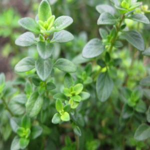 Cimbrisor (0,5 g) planta aromatica Thymus vulgaris, Cimbru de Camp aromat, Opal