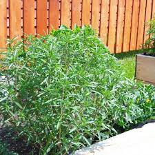 Cimbru (1 g), seminte planta aromatica perena Satureja hortensis, cimbru de gradina, Mefim Agro - Img 2