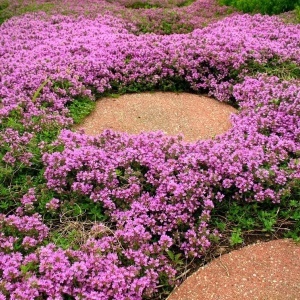 Cimbru tarator - Macierzanka piaskowa (0,1 g) seminte Thymus serpyllum, cimbru aromatic acoperitor de sol, cu abundenta de flori mici roz-violet, Legutko - Img 5