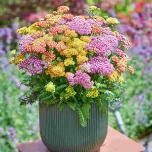 Coada Soricelului mix (1 g), seminte planta ornamentala perena Achillea millefolium, flori rosii, roz, albe, Kertimag - Img 3