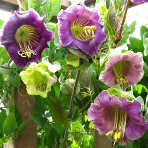 Cobea urcatoare mov - Kobea Pnaca (6 seminte) Cobaea scandens cataratoare cu flori mari in forma de clopot, culoare mov, Legutko - Img 2