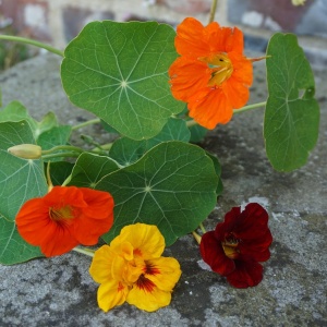Condurul Doamnei catarator melanj (4 g), seminte planta ornamentala urcatoare Tropaeolum majus, Prima Sementi - Img 2