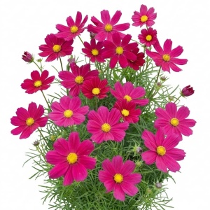 Cosmos Sensation Dazzler (1 g) seminte Cosmos bipinnatus, Maratite cu flori rosu-carmin intens, Legutko
