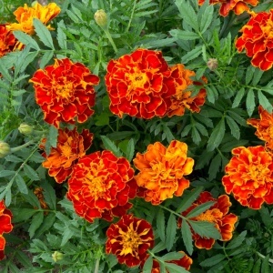 Craite Bolero - Aksamitka Rozpierzchla (1 g) seminte Tagetes patula nana, craite frantuzesti pitice, flori batute roscate cu pete aurii, Legutko - Img 4