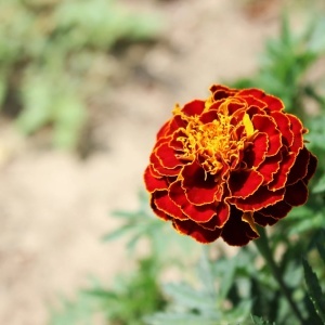 Craite pitice (0,7 g) seminte Tagetes patula, Craite Frantuzesti, Opal - Img 3