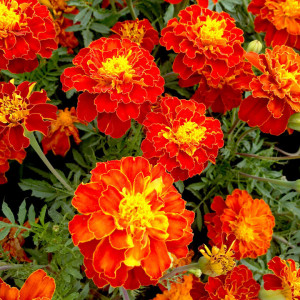 Craite pitice Carmen (0,4 g), seminte planta ornamentala Tagetes patula, flori mici, catifelate, duble, bicolore, Agrosem