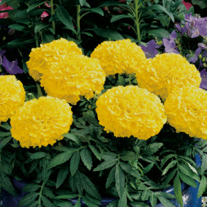 Craite pitice galben lemon (1 g), seminte planta ornamentala Tagetes erecta, Kertimag - Img 4