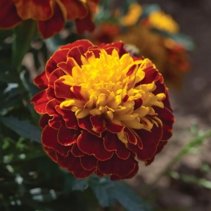 Craite pitice Petite Harmony (2 g) seminte Tagetes patula nana, craite bicolore, galben si caramiziu, Kertimag - Img 3