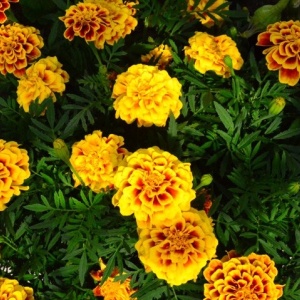 Craite Queen Sophia - Aksamitka Rozpierzchla (1 g) seminte Tagetes patula nana, craite frantuzesti pitice premiate, culoare schimbatoare, Legutko - Img 3