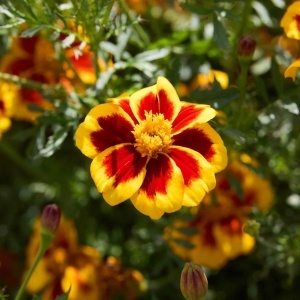 Craite Red Marietta (1 g) seminte Tagetes patula nana, craite frantuzesti pitice, flori catifelate caramizii cu margini galbene, Legutko - Img 4
