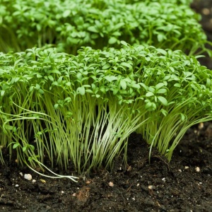 Creson de gradina (2 g) seminte planta aromatica Lepidium sativum, aroma fina, placuta, Kertimag