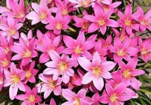 Crin Asiatic Pink (3 bulbi), bulbi crini flori roz delicat, Agrosem - Img 2