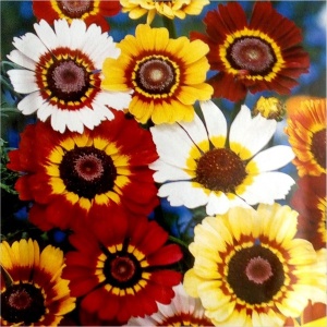 Crizanteme mix (0,8 g) seminte Chrysanthemum carinatum, tufanele tricolore, Mefim Agro - Img 2