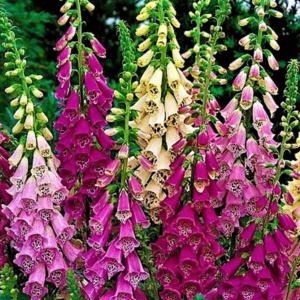 Degetel inalt mix (0,5 g) seminte Digitalis purpurea, flori clopotei amestec de culori, Legutko - Img 3