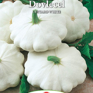 Dovlecei Custard White (5 g), seminte soi semitimpuriu, dovlecel Patison alb, Prima Sementi - Img 3