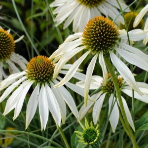 Echinacea Alba - Rudbekia purpurowa Jezowka (0,5 g) seminte planta medicinala perena Echinacea purpurea, flori mari albe, Legutko - Img 2