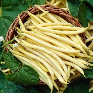 Fasole Dior (100 g) seminte fasole pitica timpurie, pastai galbene cilindrice, uniforme, Agrosem