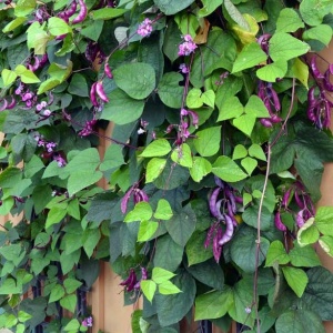 Fasole Egipteana - Fasolnik Egipski (3 g) seminte de Dolichos lablab, planta cataratoare cu flori si pastai violet intens, Legutko - Img 2