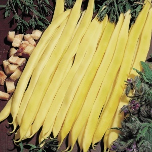 Fasole Goldtime (100 g) seminte soi timpuriu, fasole pitica cu pastai galben-aurii cilindrice, fara ate, Agrosem