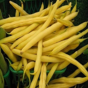 Fasole pitica Galopka (40 g) seminte fasole fideluta galbena, pastai fara ate, Legutko
