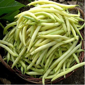 Fasole pitica Maxidor (100 g), seminte soi timpuriu, fasole oloaga galbena cilindrica, pastai crocante, Patru Agro