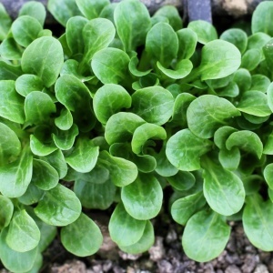 Fetica Salata Mielului Verte de Cambrai (2 g) seminte Valerianella locusta, frunze gust fin aromat, rezistente la ger, Legutko - Img 2