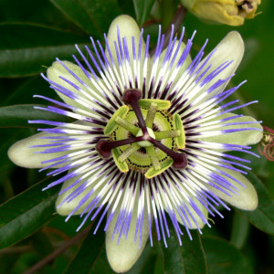 Floarea Pasiunii cataratoare (3 seminte), seminte planta ornamentala perena urcatoare Passiflora caerulea, flori parfumate alb-albastre, Agrosem