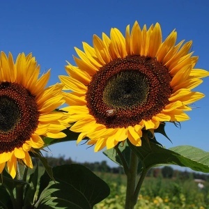 Floarea Soarelui Amor mix (3 g) seminte Helianthus annuus, flori mari cu petale galbene si centrul intunecat, Legutko - Img 3
