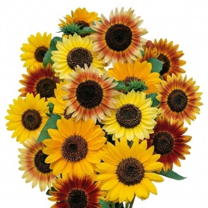 Floarea Soarelui inalta mix - Slonecznik Ozdobny (3 g) seminte Helianthus annuus, amestec de culori, Legutko
