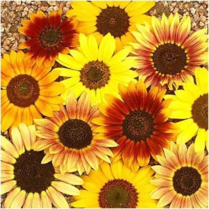 Floarea Soarelui mix (1 g), seminte planta ornamentala Helianthus annuus, flori mari simple, combinatii de galben, aramiu, brun, Agrosem
