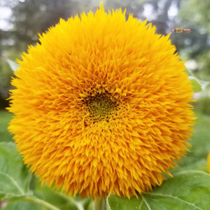 Floarea Soarelui Sonnengold inalta (2 g), seminte planta ornamentala Helianthus annuus, flori mari, batute, galben-aurii, Kertimag - Img 2