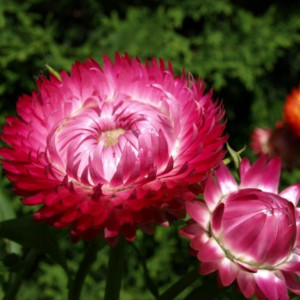 Flori de Pai rosii (0,15 g), seminte plante ornamentale Helichrysum bracteatum, imortele rosii, Agrosem