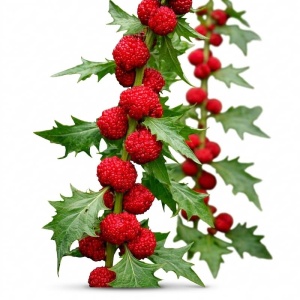 Fraga Tatarasca - Komosa Rozgowa (0,1 g) seminte Chenopodium foliosum, planta straveche cu fructe si frunze comestibile, Legutko