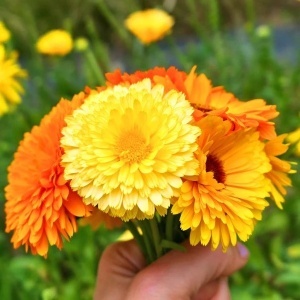 Galbenele medicinale Deja Vu (2 g) seminte Calendula officinalis, culori crem, somon, portocaliu, Legutko - Img 2