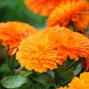 Galbenele medicinale portocalii (1 g) seminte Calendula officinalis, plante medicinale cu flori batute portocalii, Kertimag - Img 2